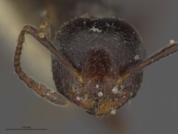 Media type: image;   Entomology 532179 Aspect: frontal